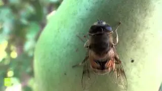 Stibium - Close up fly (Tabanus)