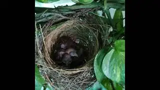 Bulbul-Nesting Bird, Nesting Behaviour Of Bird | How they Take Care of Nest & Babies #birds #shorts