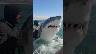 Should You Hold a Shark by Its Gills?Answer: Below