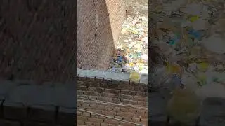#Attack #cat #mouse #Attack on mouse 🐀 burrows but missed.. 🐈😺