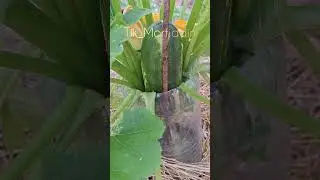 When is the best time to harvest zucchini? #permaculture #courgette