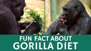 What Do Gorillas Eat? Quick Facts about Diet Habits of These Giant Apes