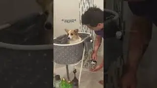 Tofu is not a fan of bath time. 🛁 #corgi #bathtime #shorts
