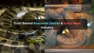 Inside Anaconda Farming: How Skin Trade Impacts Wildlife & Nature