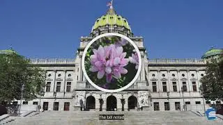 Explore! State Beautification and Conservation Plant: Crownvetch