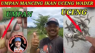 Cara Bikin Umpan Wader Uceng Biskuit Go Potato Umpan Paling Gokil di Sungai