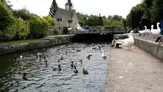 Birds of Iffley Lock, Oxford
