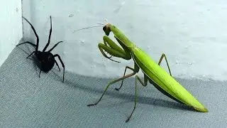 7 Insect Fights Filmed By Cameras