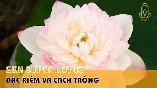 Chi&ecirc;m ngưỡng vẻ đẹp của hoa sen Super | Super lotus review | Sen V&ocirc; Ưu