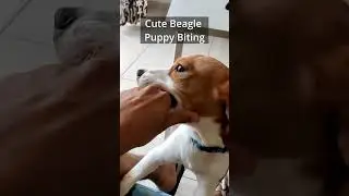 Cute Beagle Puppy Biting Part 1 - Shorts 97 #dog #puppy #beagle #doglover #beaglepuppy #beagledog