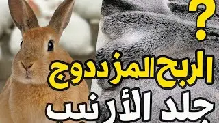 فضل البادية : استغلال جلد الأرنب لزيادة الربح 