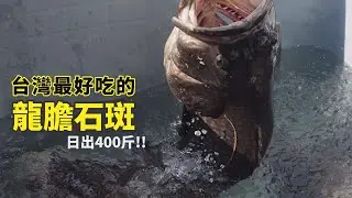 台灣養殖石斑出貨400斤！我們有自信，我們的龍膽石斑全世界最好吃、最健康｜長工阿良的漁日常