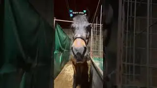 barn vlog 1/6/26 #horse #equestrian #horses #western #morganhorse