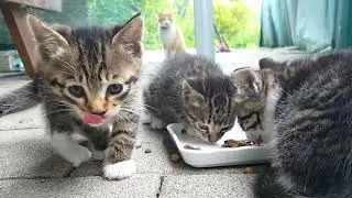 엄마의 식욕 vs. 새끼의 호기심  과연 누가 양보하나? 이모냥이 바라기