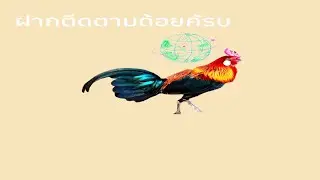 Tsov qab thaij kv tus ພໍພັນ qaib dub rau peb sawv daws saib nb cov phooj ywg nyiam qaib 