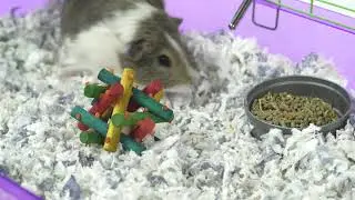 Kaytee - Small Animal Food