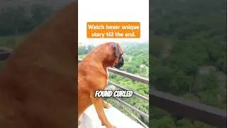 Boxer dog helps missing girl|Boxer Dog Rescue Story #shorts #trending #boxerdog #rescuedog