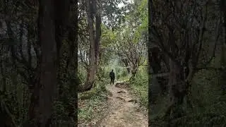 Lust in nature 🙏🏔️🌲#nature #naturelovers #greenery #nepal #aamayangri #helambu