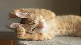 CUTE ANIMALS, THE FUNNIEST BUNCH OF CATS MAKE A LAUGH PART 3