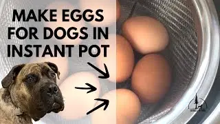 DIY Healthy Dog Food: Hard Boiled Eggs in a Snap!