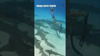 Shhh🤫 What Happens When You Wake A Shark😴 #sleepy #bedtime #nursesharks #ocean #sky