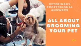 Veterinary Professional Answers: What About Pet Grooming? (Pet Peeves Podcast Q&A#4)