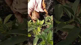 I am watering the sapota plant #nature #farming #sapotaplant #shorts