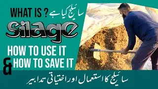 Making Silage Without Bunker  | Profitable Food For Live Stock | Desi Agriculture