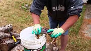 Me showing how to clean a live Dungeness crab.