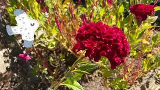 Flower series: Celosia Cristata