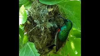 Lesser Double - Collared Sunbird at Nest -  Filmed by Greg Morgan