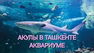 ТАШКЕНТ АКУЛЫ Magic City Aquarium