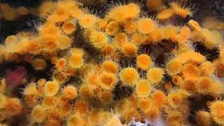 The orange cup corals 🧡 #corals @seattleaquarium #coelenterata