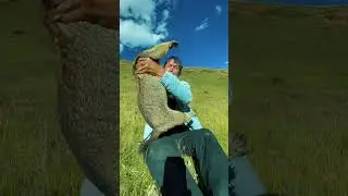 Cute Wild animal bobak marmot or prairie dog 10