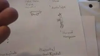 Bipedal evolution from Cetaceans (Antelope to Marsupial) Rodent Divergence