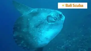 Diving Bali I Top Dive Site | Penida | Manta Point | Bali Scuba
