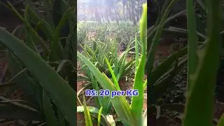 1 kg of aloe vera, only 15-20 rupees 💸?😳#aloveraplant #aloverafarming #aloverbusiness