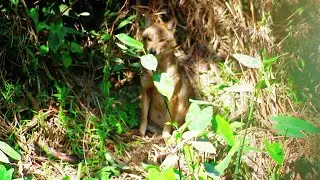 Rural Jungle Wildlife Bangladesh | Fox & Birds