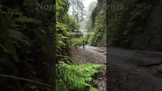 ⬇️ Have you visited Northern California yet? 🍃 The Northern Part of California is one of our all