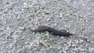 Snail Migration?