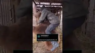 Russian man wrestle a bear. #wrestling #bear #russianbear #wildbear #shortvideo #shortfeed #feed