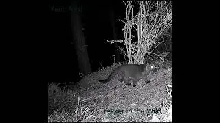 Himalyan Palm Civet on Trail Camera | Nainital Himalaya
