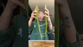 ALOE VERA POPS FOR ACNE #aloevera #skincare #acne #aloeveragel