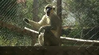 Au Cap-Vert, un refuge pour prot&eacute;ger les singes verts