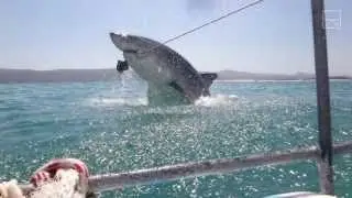 A Great White Shark Breached & Just Missed Us! -2017
