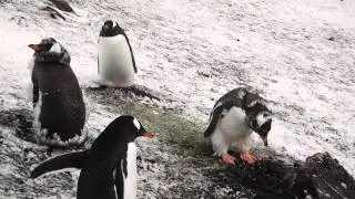Penguin nest thieves