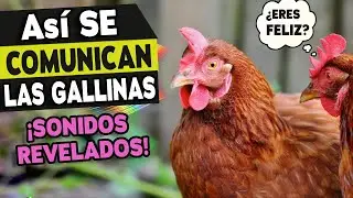 This is how chickens SPEAK! 12 secret sounds that reveal their thoughts (+ meaning) 🐔🔊