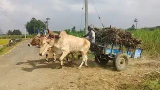 New Young Bullock Cart Heavy Load Pulling Performance | Indian Cow 🐄