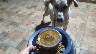My senior dog ate today &ndash; two different types of dry dog food, peas, and chickpeas