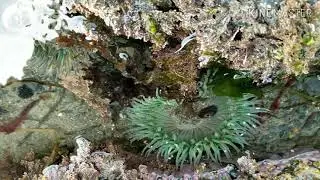 The Inter-tidal Zone with Seahorse